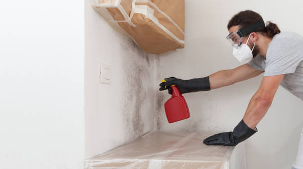Professional Basement Mold Remediation technician working in Dunellen, NJ