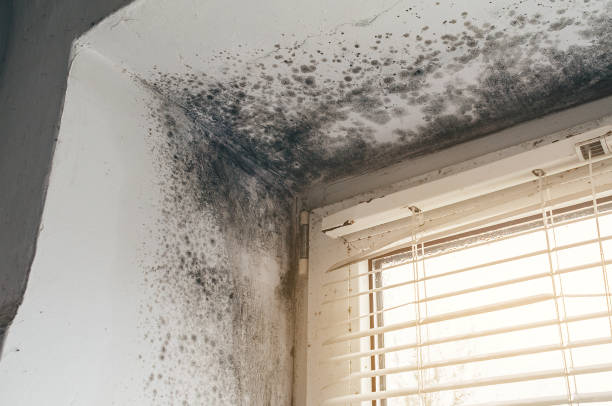 Affordable Basement Mold Remediation solutions in Dunellen, NJ