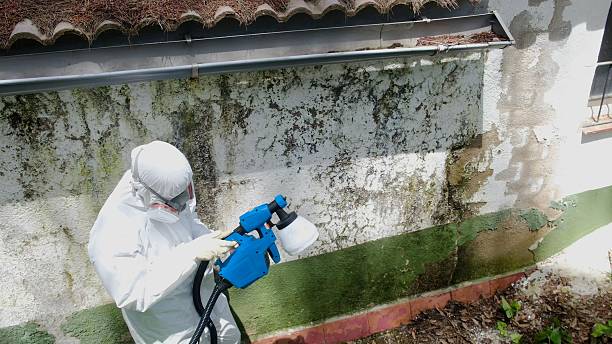 Top rated local Basement Mold Remediation specialists in Dunellen, NJ